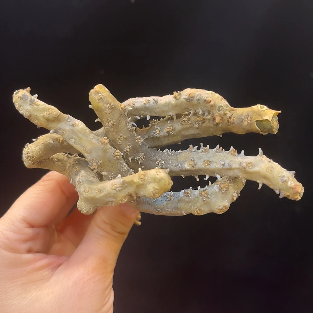 紧凑株型黑皮月界，潮流