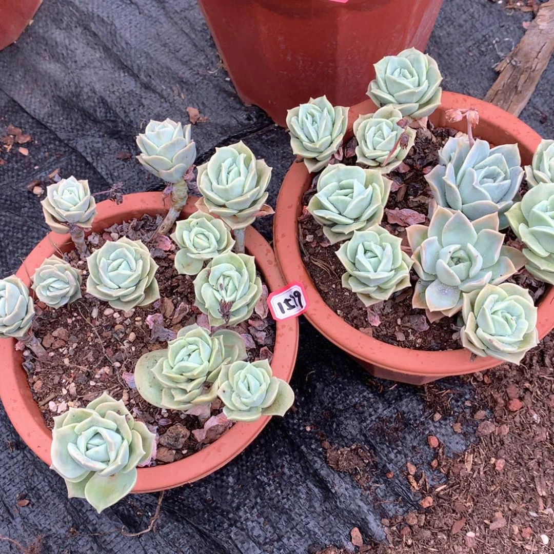 凡*可爱玫瑰1579晓晓一物一拍