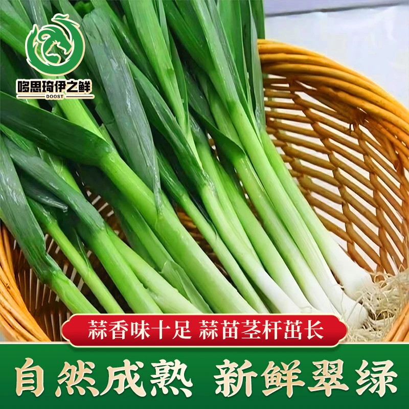 新鲜蒜苗红根兰州拉面牛肉面专用甘肃鲜挖蒜苗