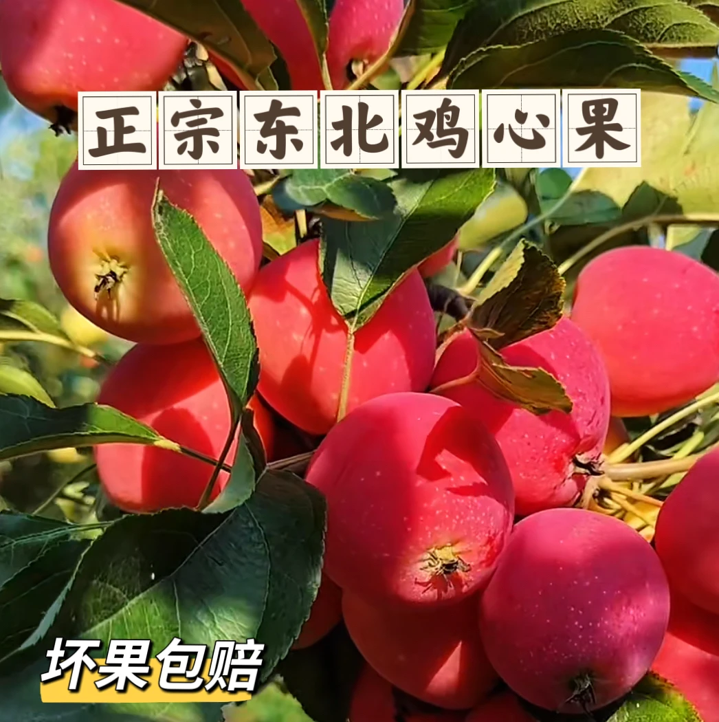 正宗东北特产鸡心果锦绣海棠脆甜多汁新鲜采摘现摘现发