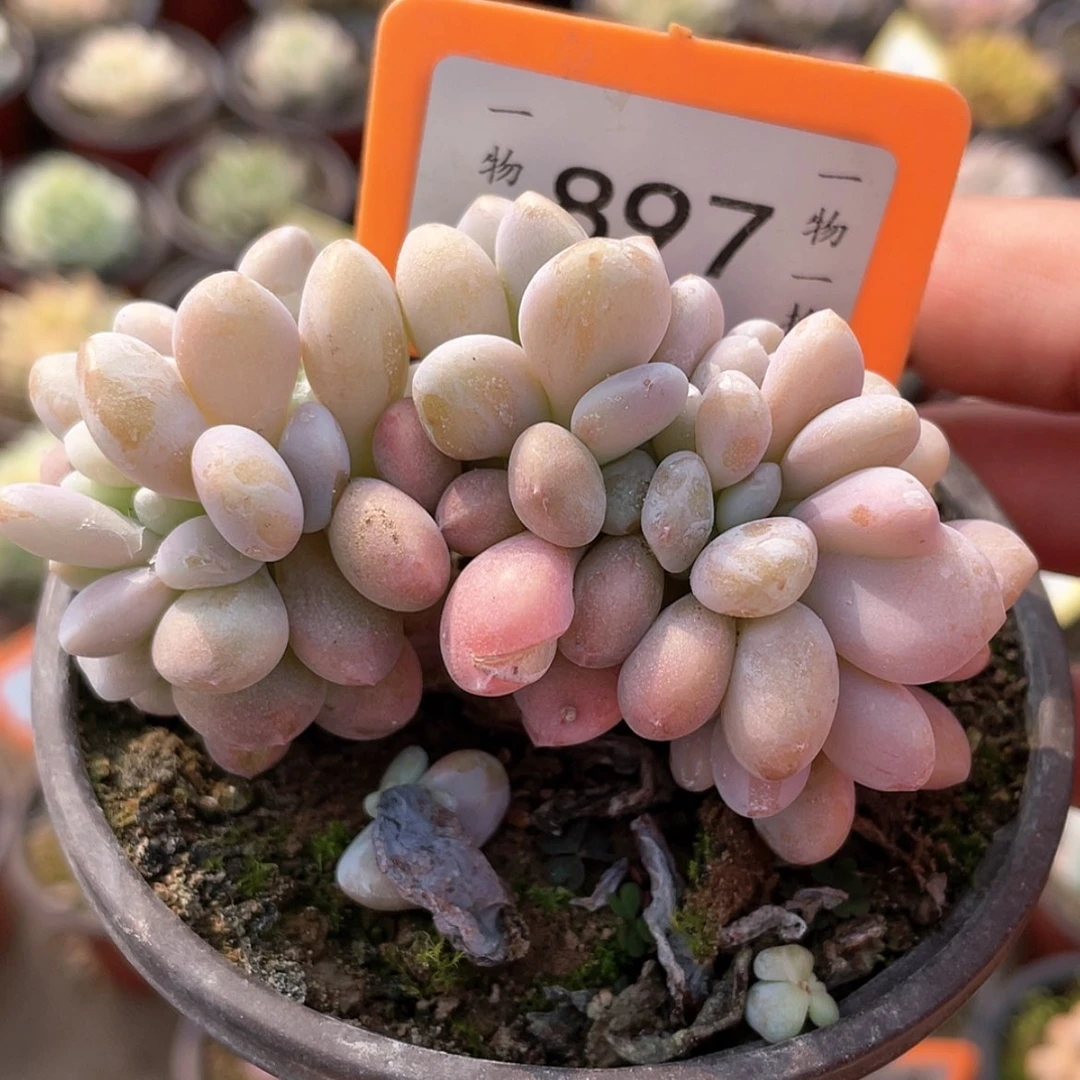 【闪购商品】897号