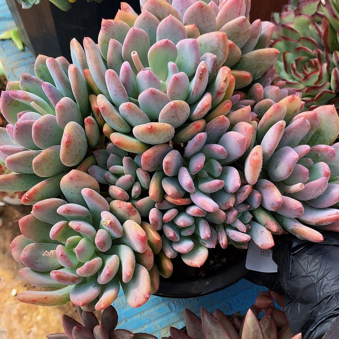 用***0灰姑娘30001多肉多肉率