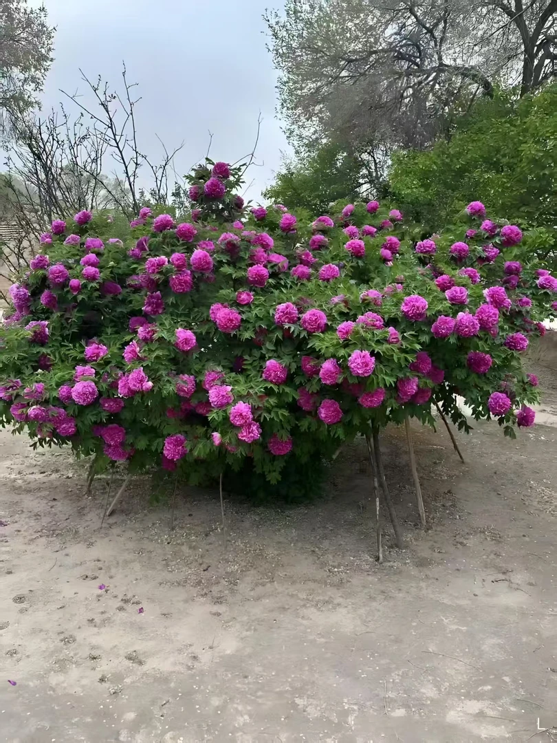 不包邮原生紫斑牡丹耐寒好养一物一拍