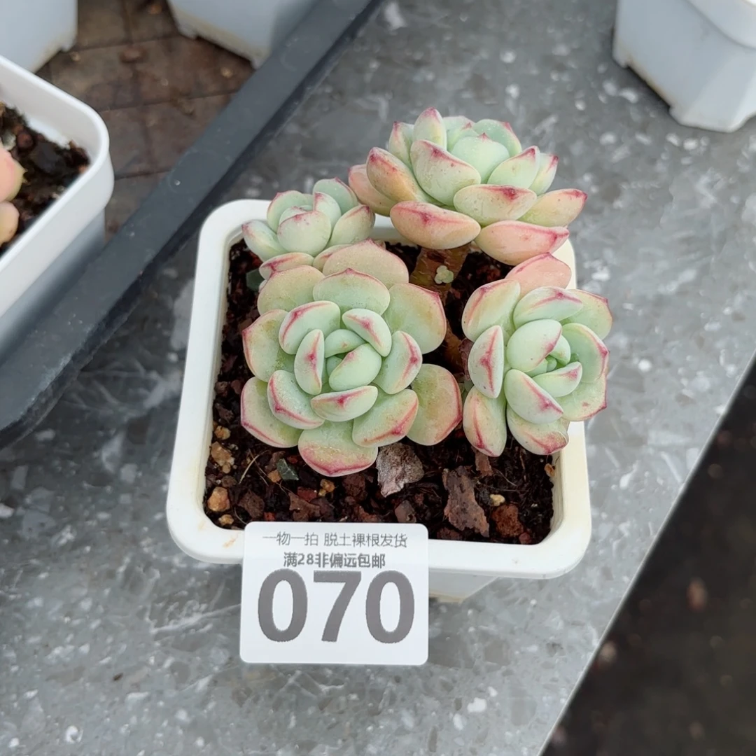 香草老桩无盆土发货