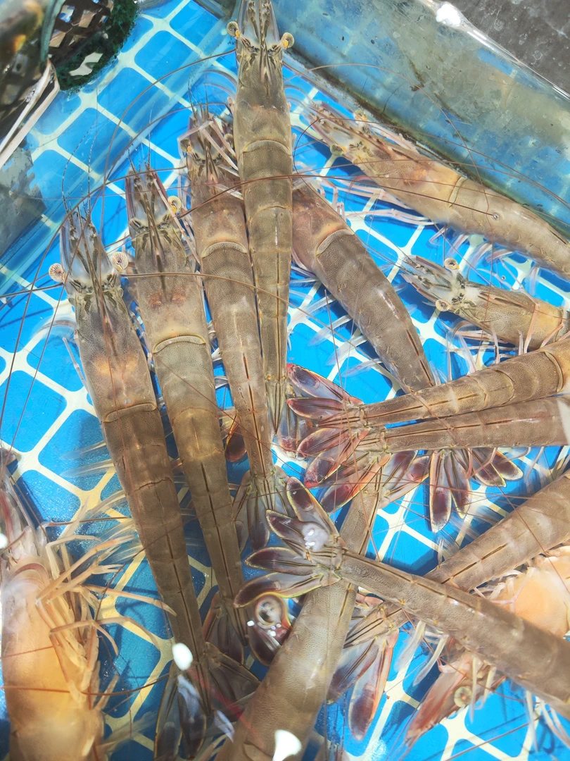 活野生海捕大对虾按只卖