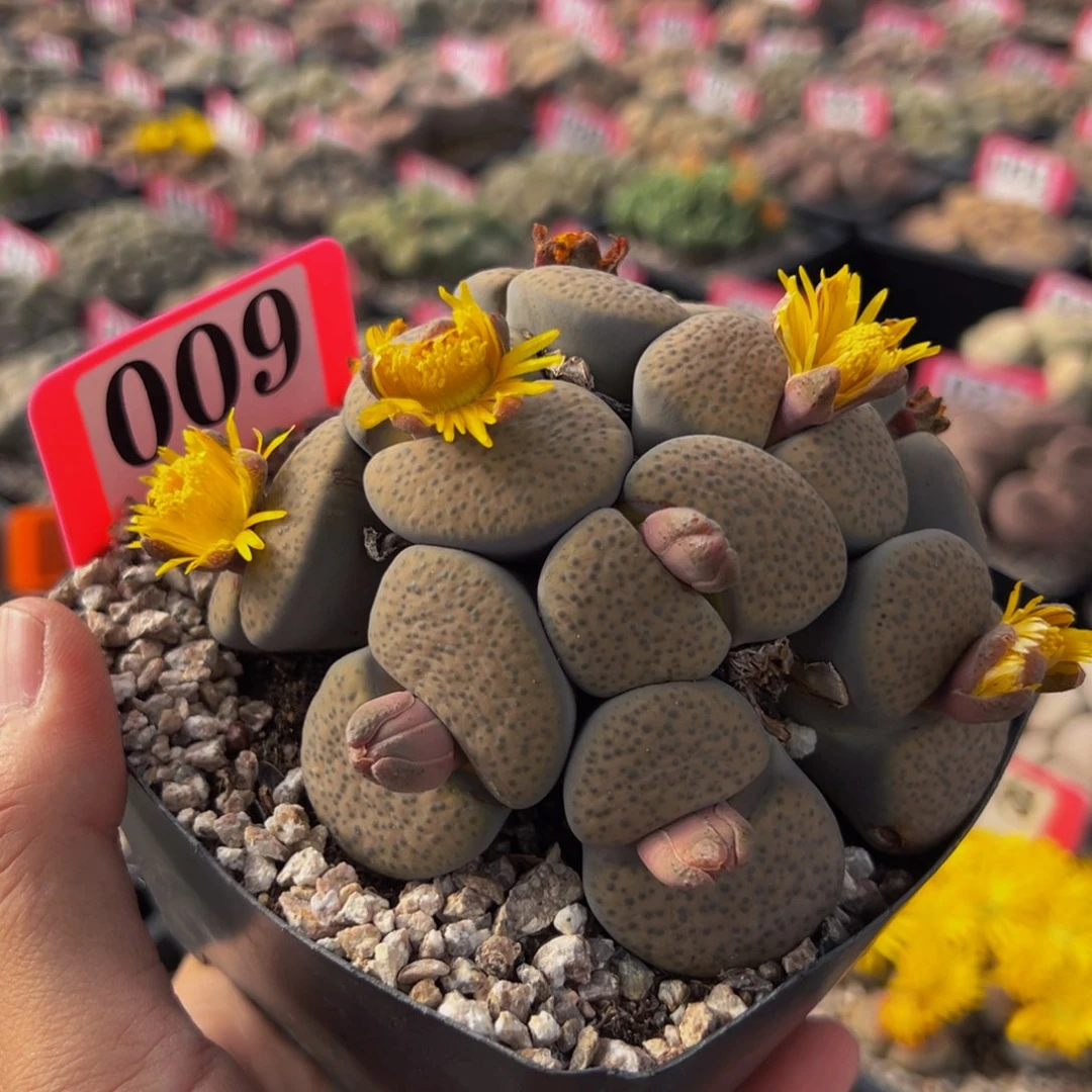 花***贝009 一物一拍，默认有伤，介意勿拍，不退不换