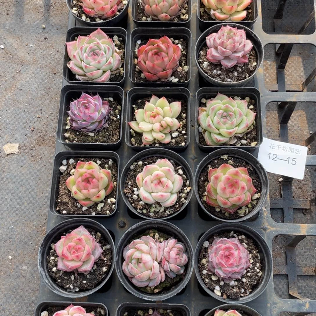 一物一拍18颗12-15