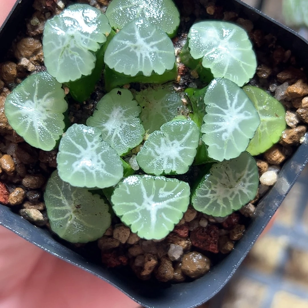 大吉万象十二卷多肉植物