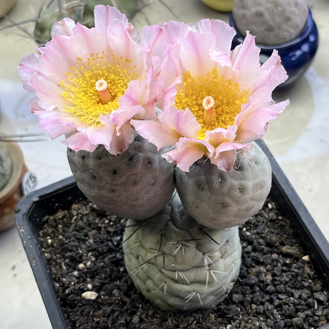 花友专拍的60链接