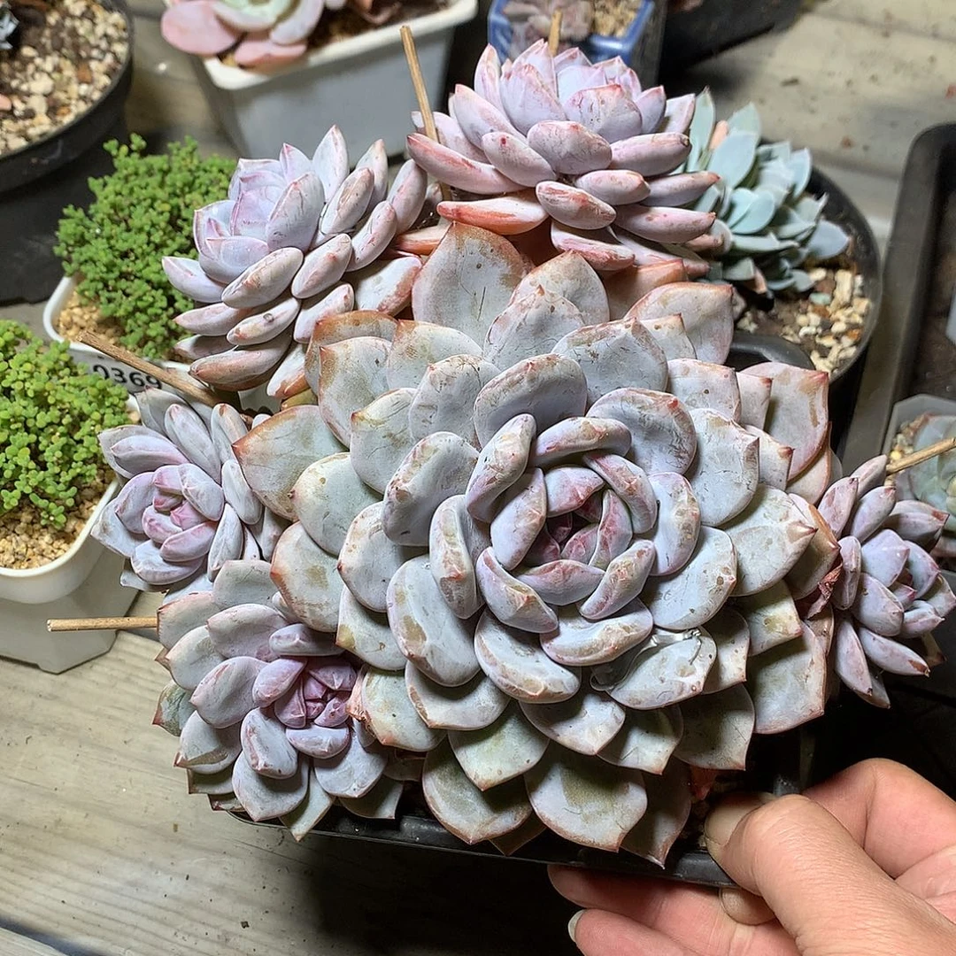 373石榴籽星影多肉一颗23厘米