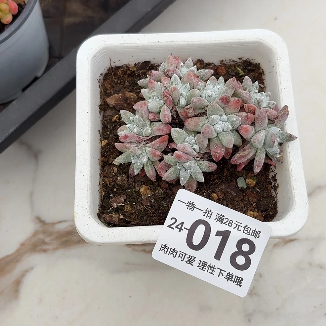 白菊无盆土发货无