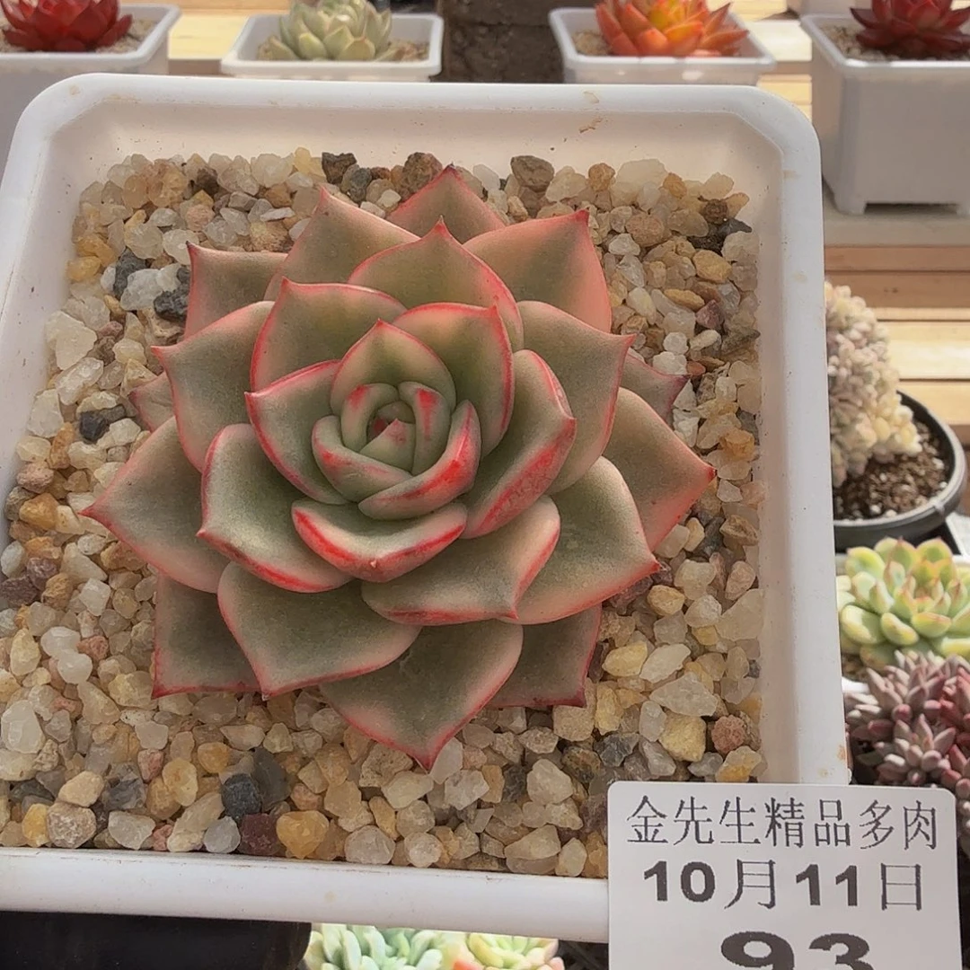 1011-93玫瑰玉锦单头