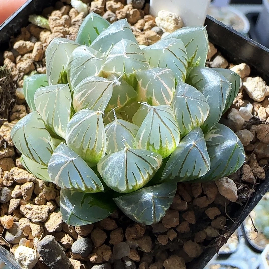 521号霓虹灯一物一拍带盆土
