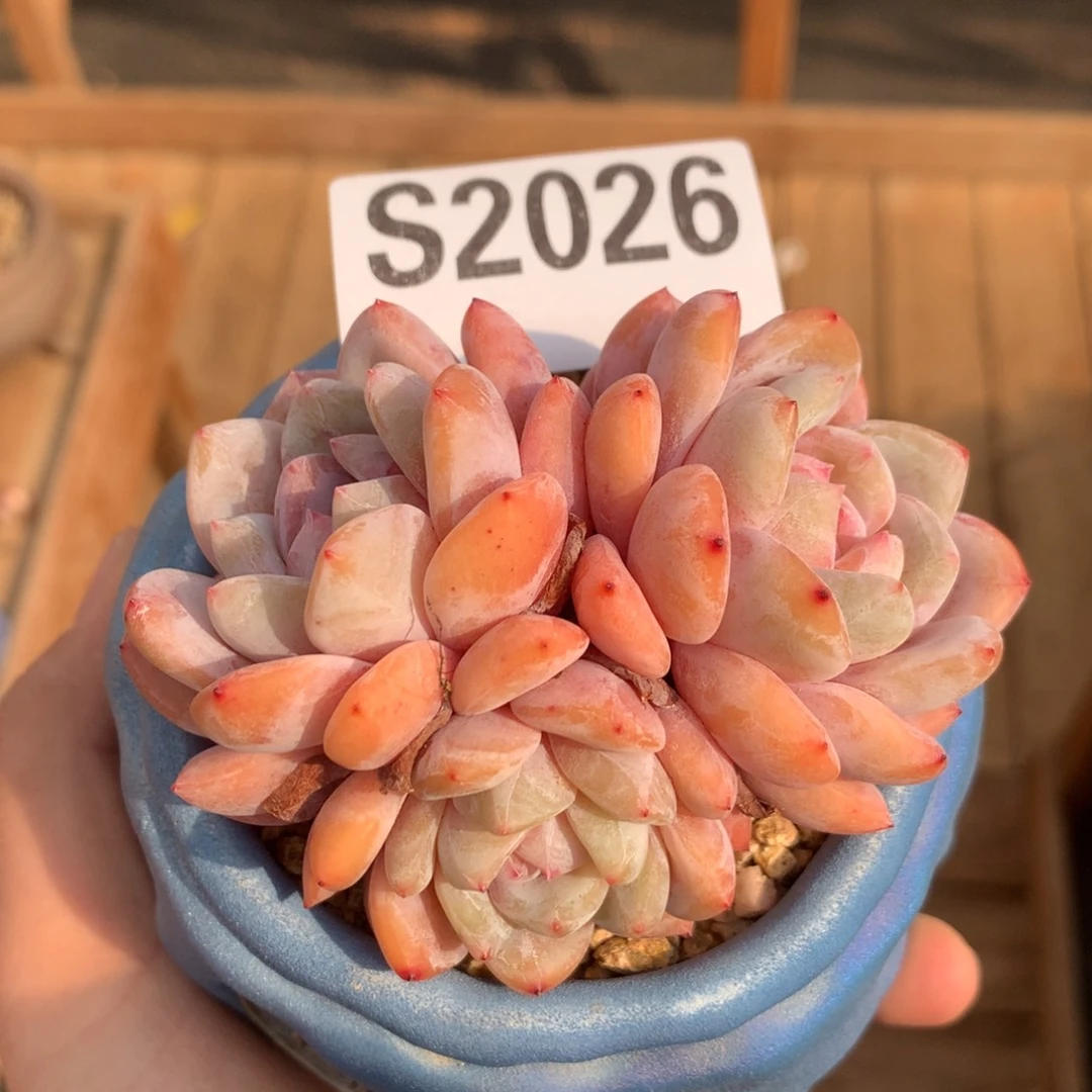S2026 雪天使自然群（8cm） 十九号多肉铺