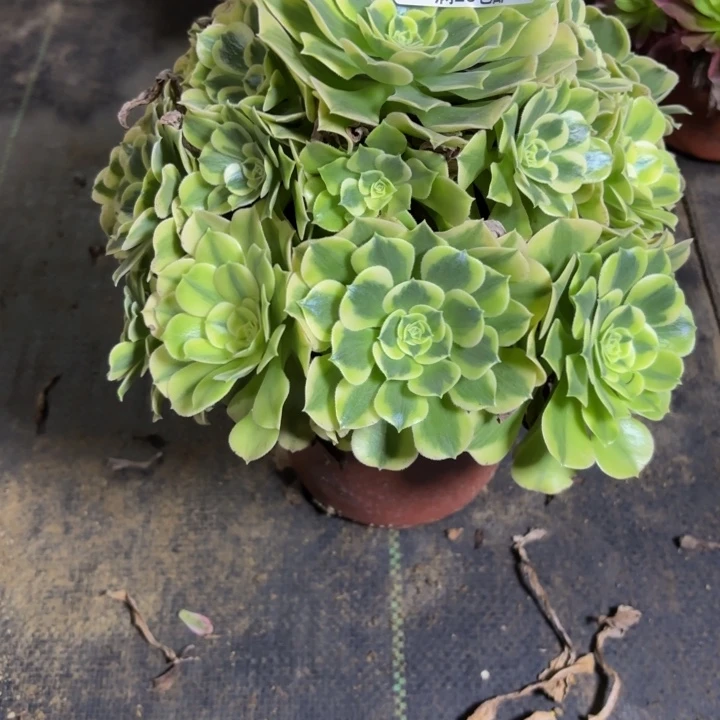 瑞妈，。。。。。144绿豆沙，