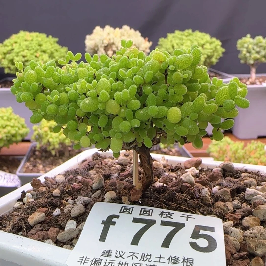 775蜜桔糖球一物一拍