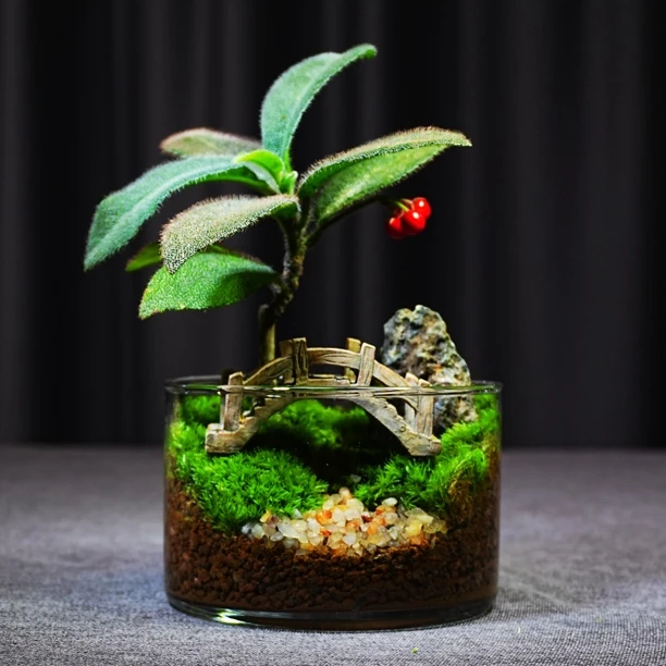 青苔壹品【鸿运当头】创意桌面绿植微景观植物造景办公室盆景成品