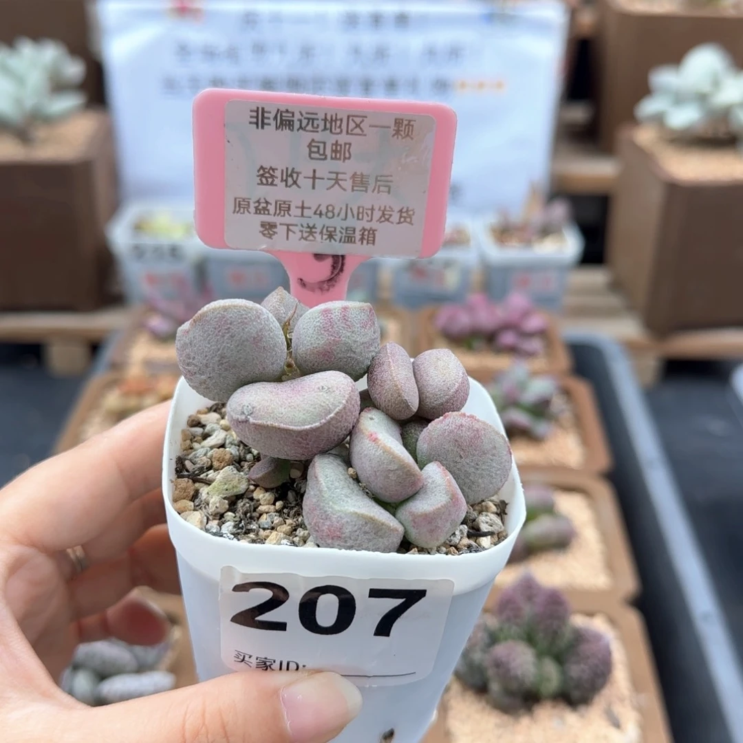 207黛安娜微瑕多肉植物