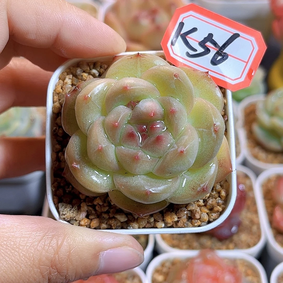 K56  新品珍妮 满18包邮