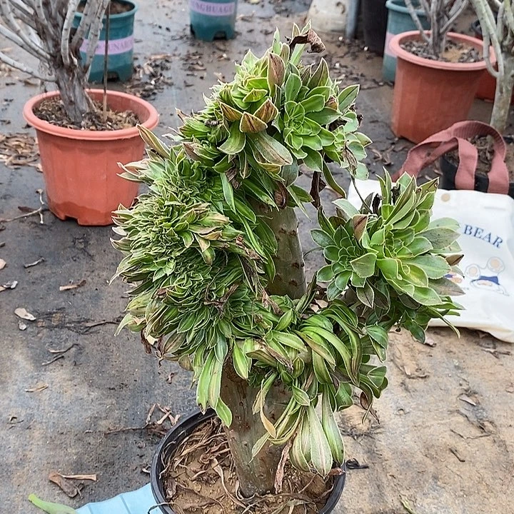 碧螺春缀多肉植物027