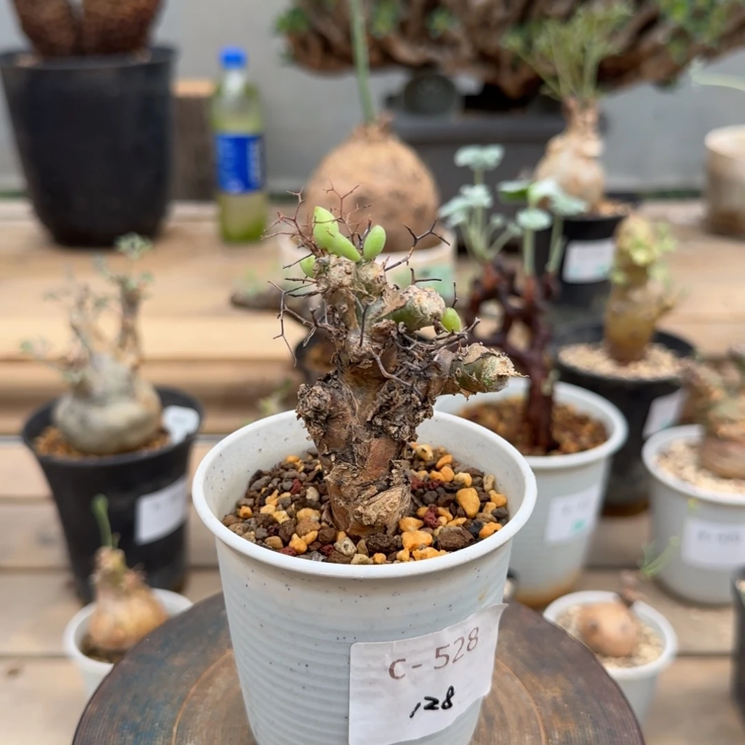 528万物想奇峰锦块根植物