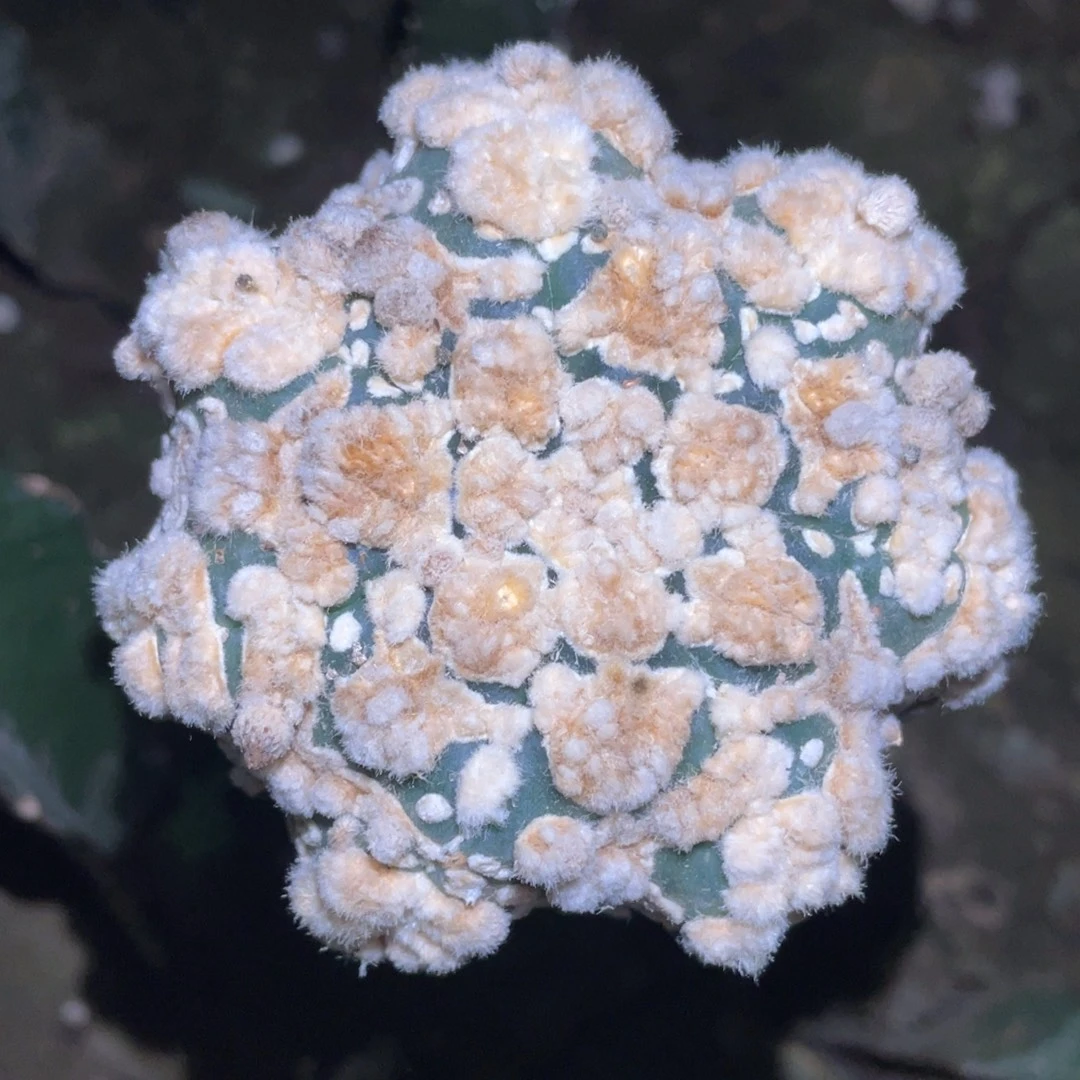 全部花朵海星 花园燕子V兜
