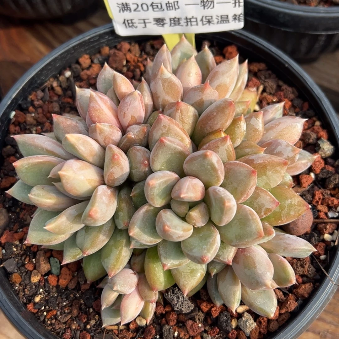 1211036 象牙群生手捧6头