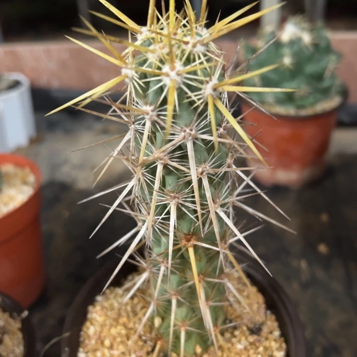 飞虎虾实生砍头，头顶根系好