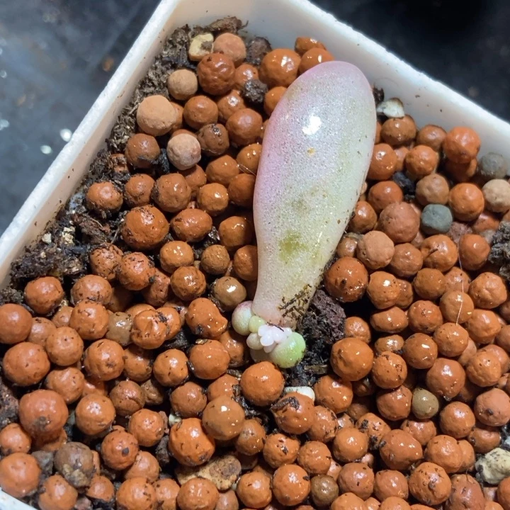 粉色恋人锦多肉植物