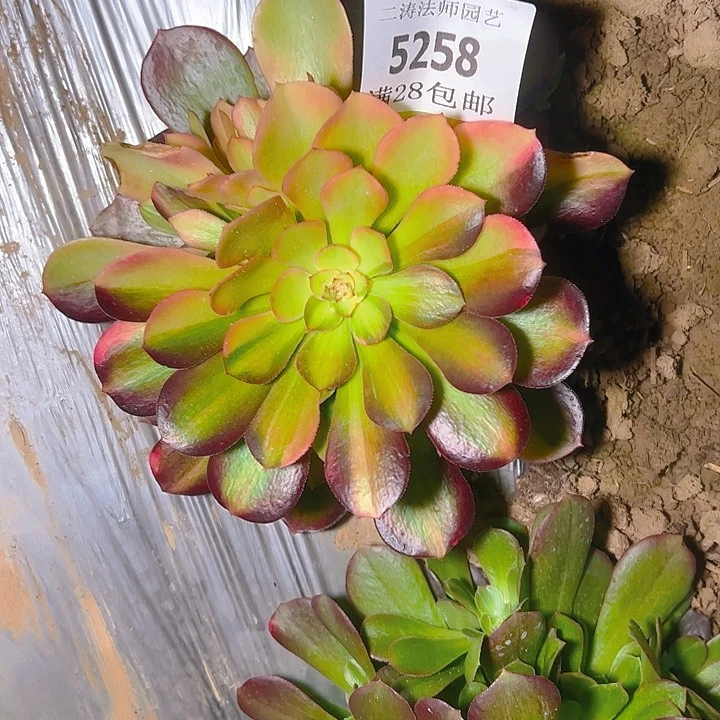 5258流星雨花脸多肉植物2号