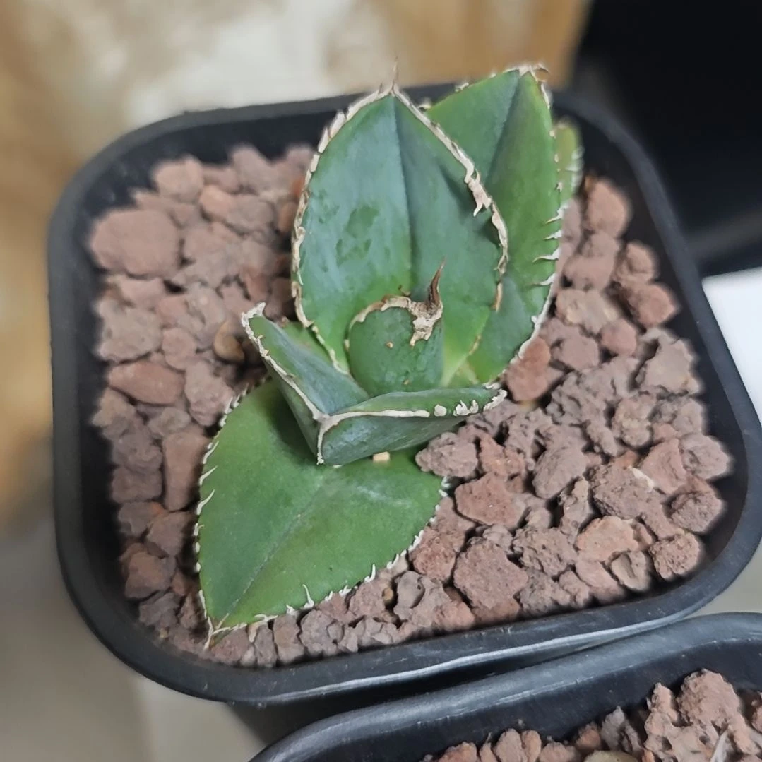 蚩尤仁王冠龙舌兰