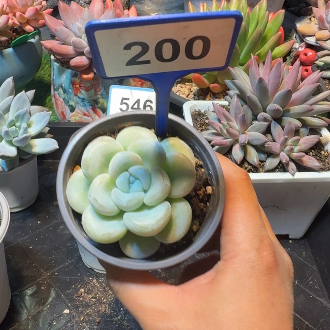 多肉植物玉麒麟200