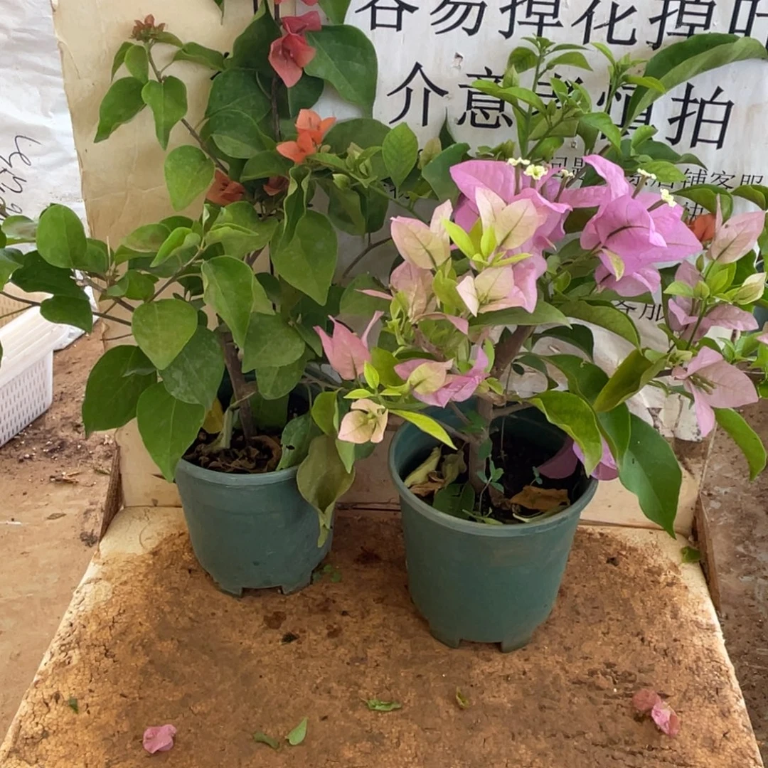 当前无花栽培后可以开花21h2