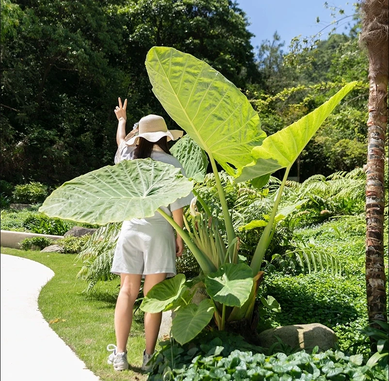 巨型大叶象耳芋老桩庭院室内造景易成活绿植盆栽正宗精品基地直销