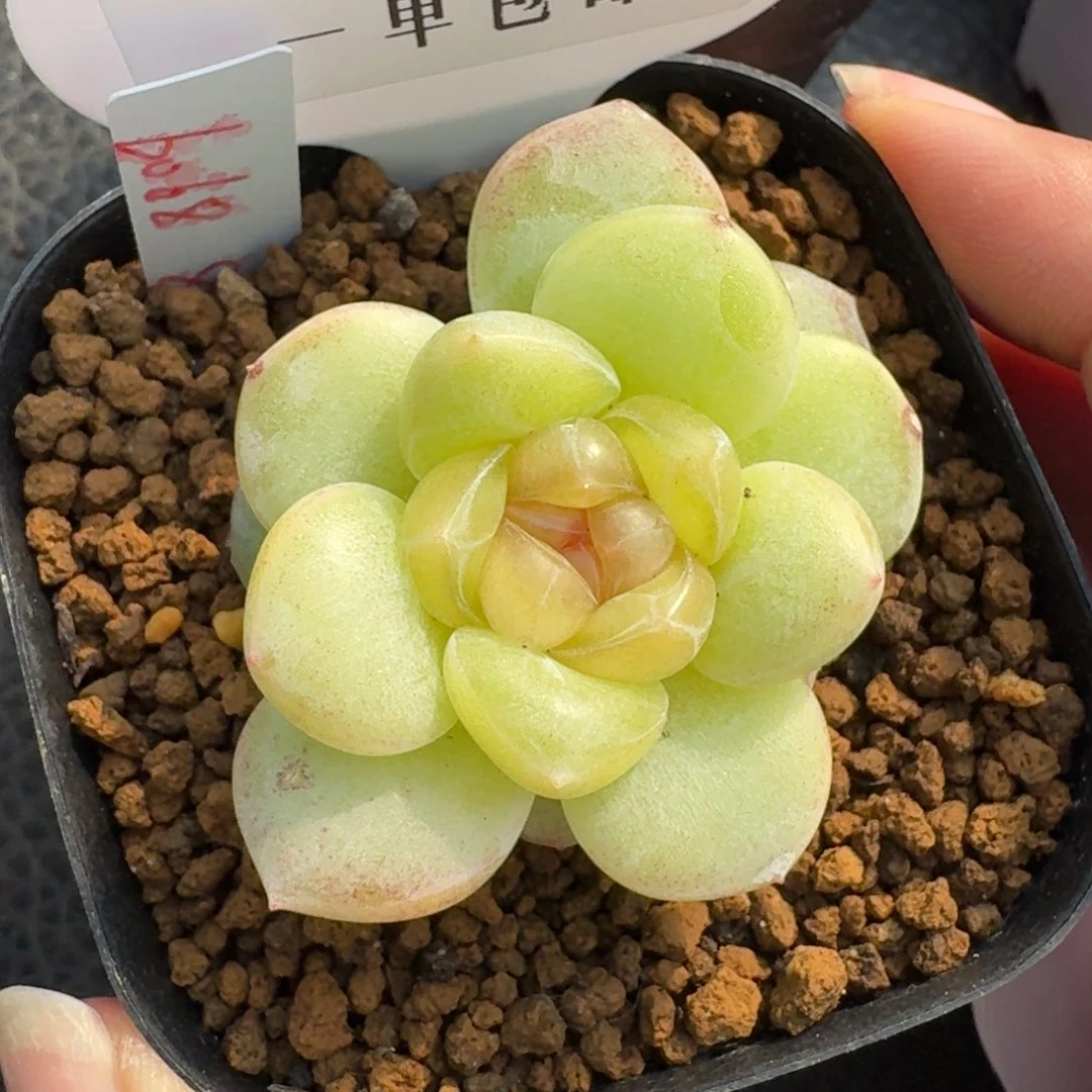 0150-6068编号糖心带崽