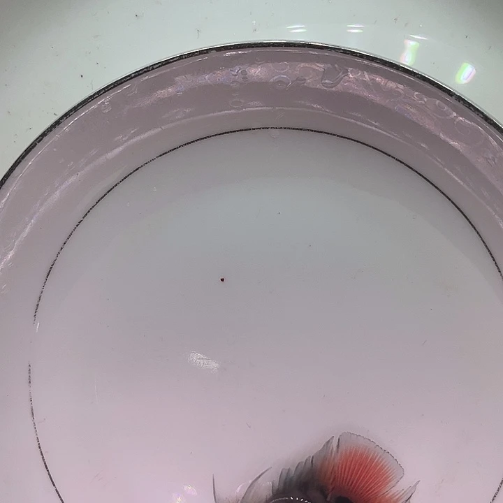 鹦鹉鱼迷你鹦鹉鱼