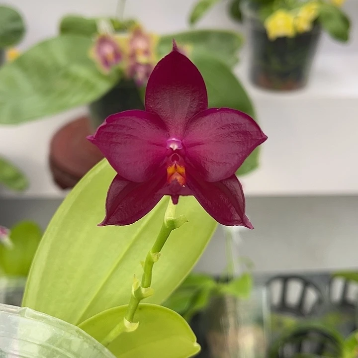 完全开放2.5寸杯BKH2242