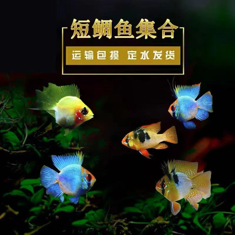 金波子比卡丘鱼长尾桃心阿凡达观宝蓝荷兰凤凰球皮瓦斯德系荷兰凤
