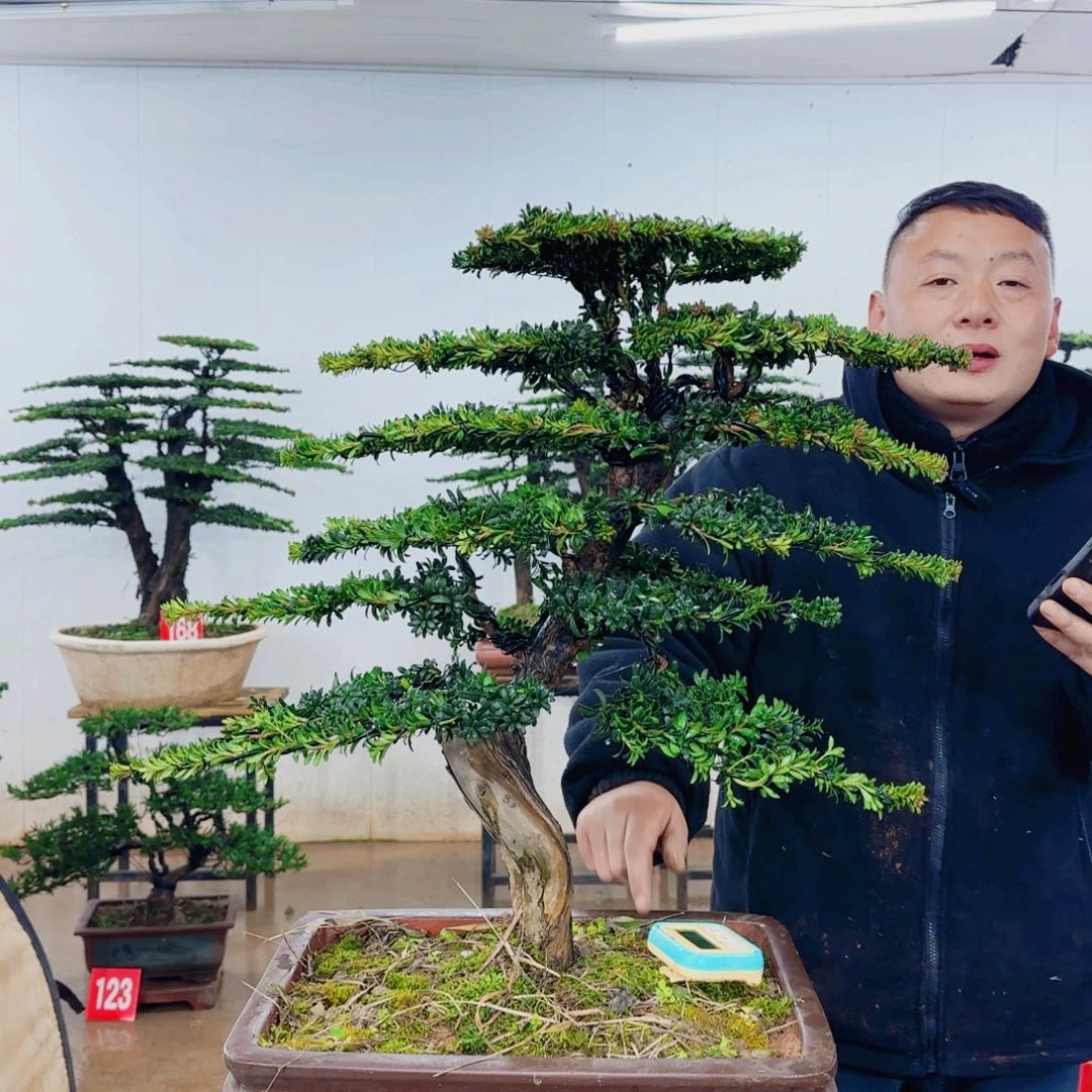 知***仁无花朵盆景园林……