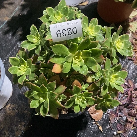 239艳日辉多肉法师锦发货叶片有黑斑