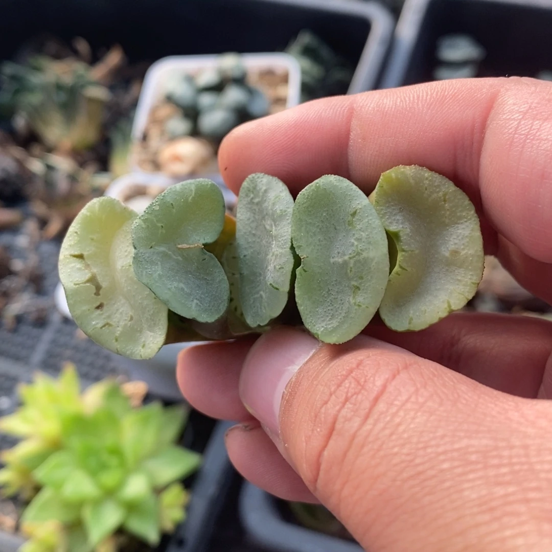 一颗大蓝镜玉扇。