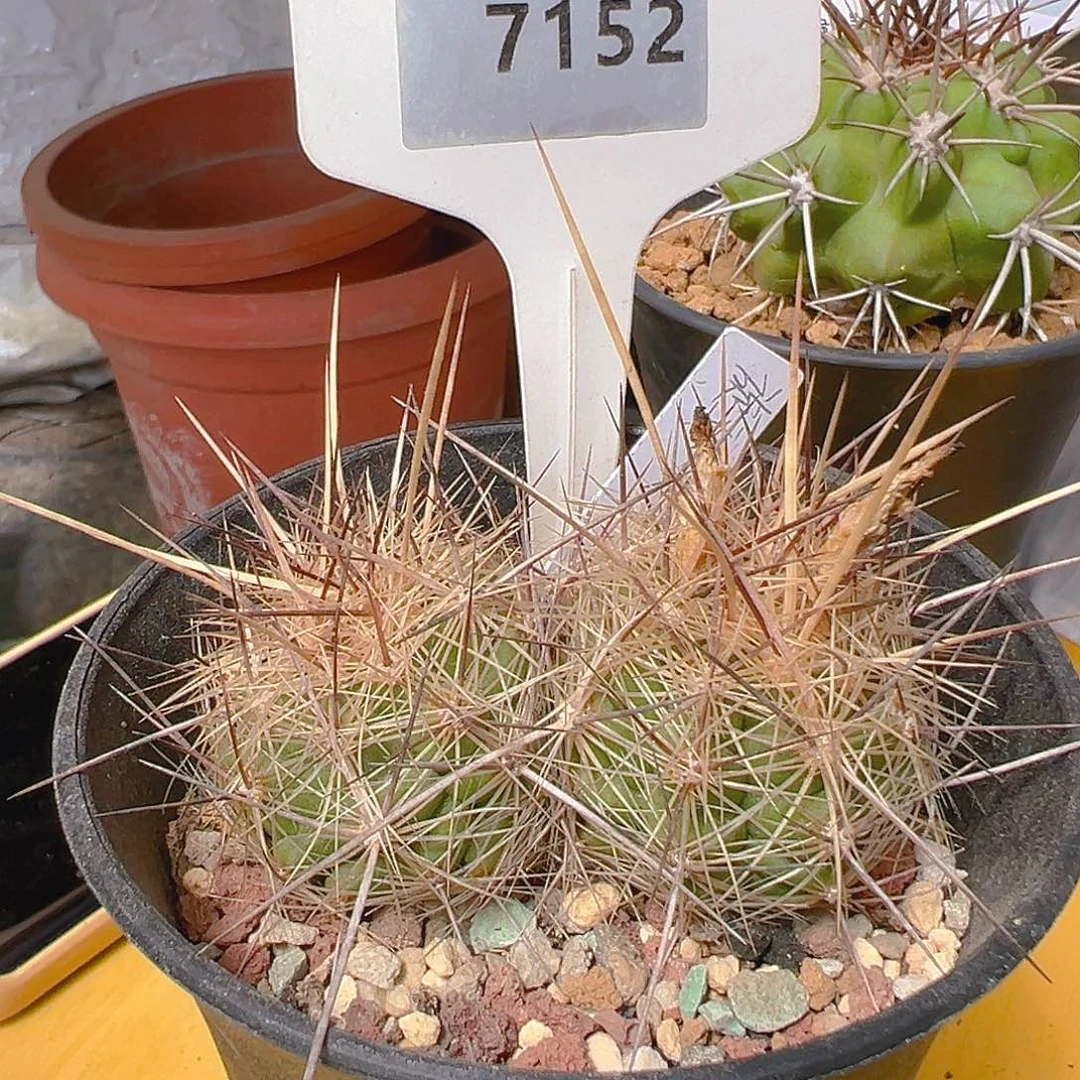 7152双头旋玉实生裸根发货