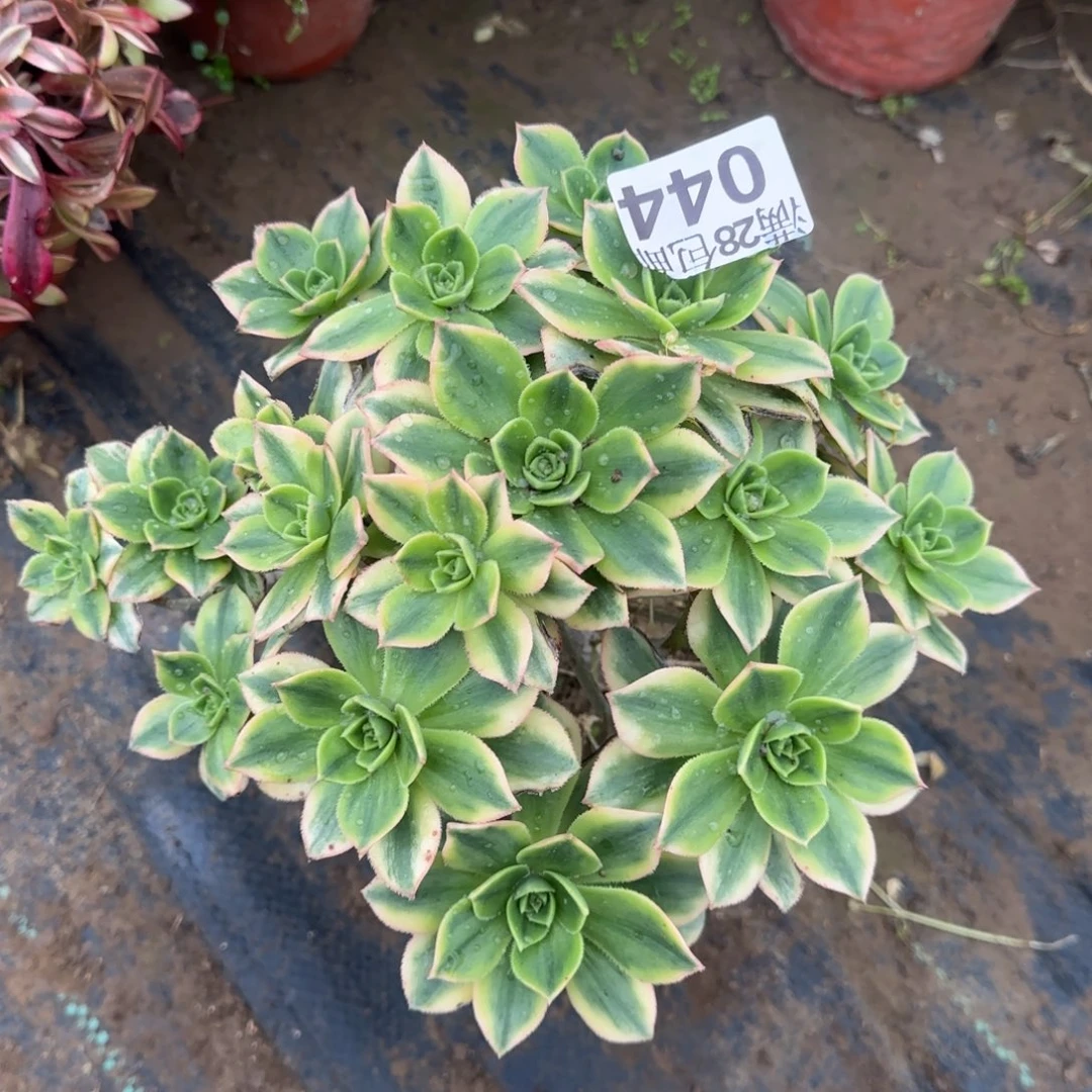 星爆多肉044满28包邮断枝不包