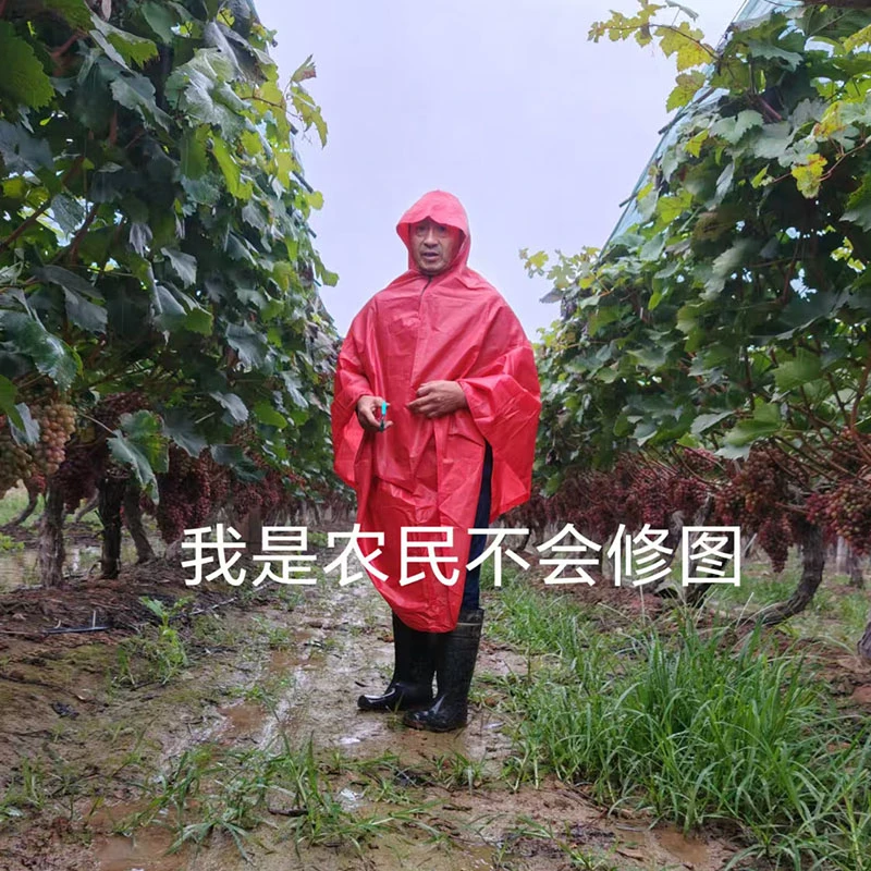 克伦生葡萄无酸现摘现发