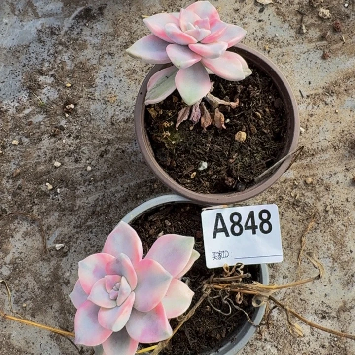 紫乐锦两颗A848号