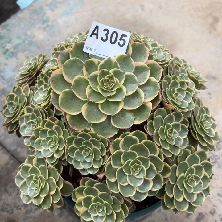 305粉花妖23厘米左右