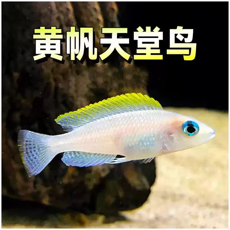 黄帆天堂鸟鱼卷贝类4-5cm(凑3单发货)