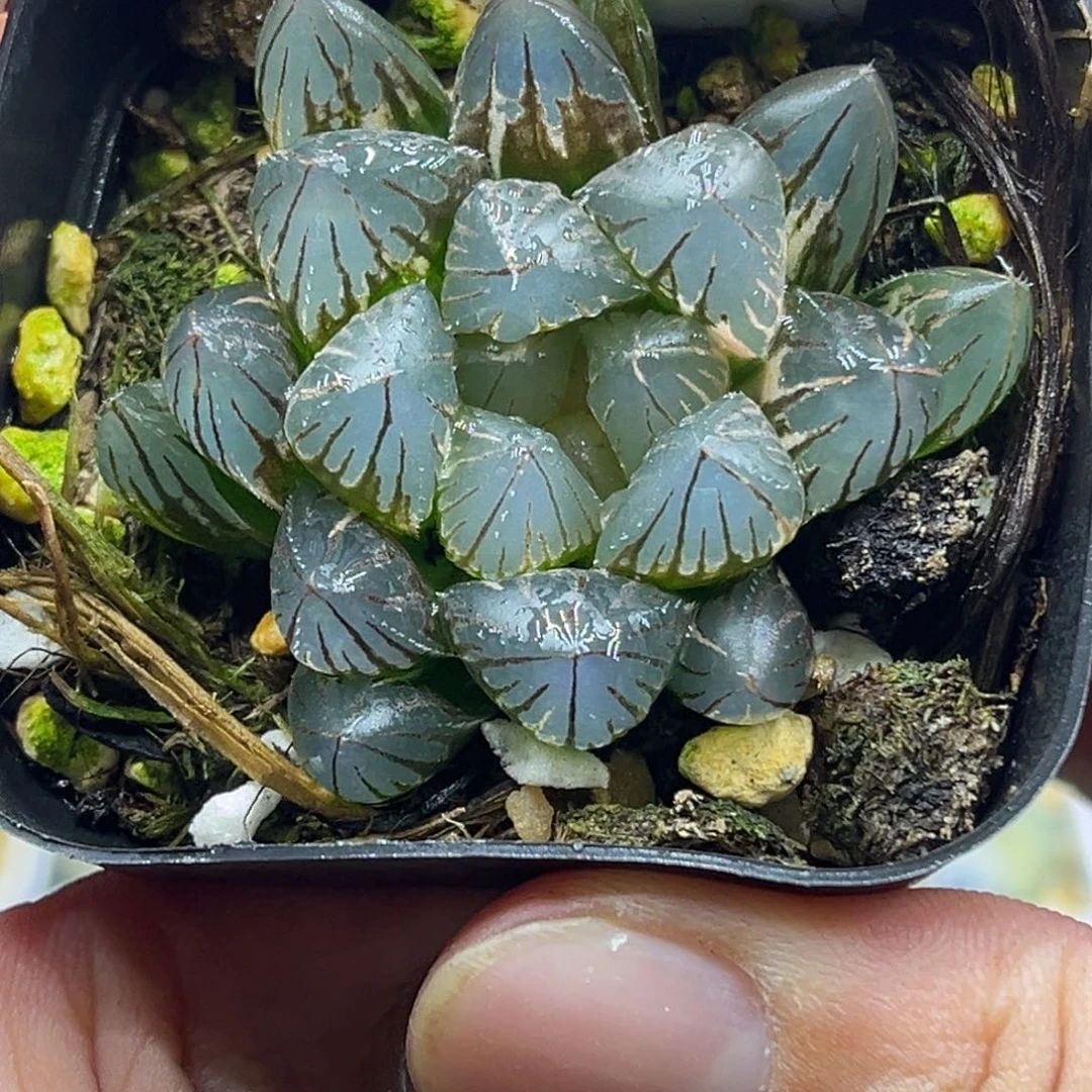 41龙爪玉露锦头家多肉十二卷