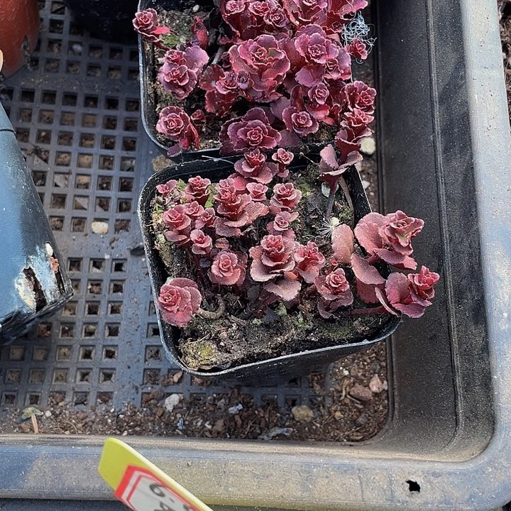 小球玫瑰2.8带盆