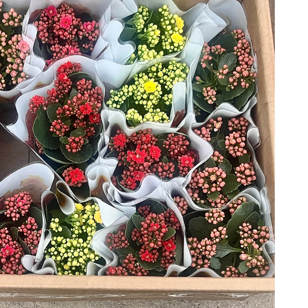 下单链接，一物一拍